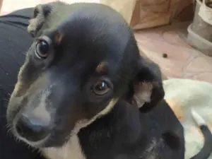 Cachorro raça SRD-ViraLata idade 2 a 6 meses nome Sofia