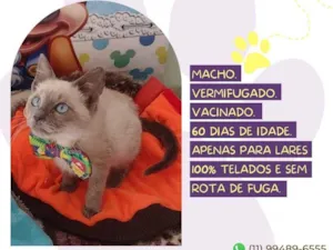Gato raça SRD-ViraLata idade 2 a 6 meses nome Hermes