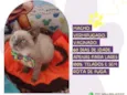 Gato raça SRD-ViraLata idade 2 a 6 meses nome Hermes