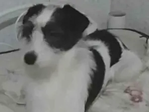 Cachorro raça SRD idade 1 ano nome Zuzu