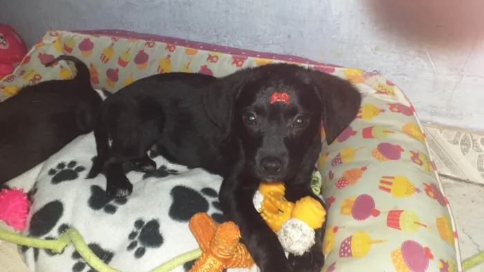 Cachorro raça Srd idade 2 a 6 meses nome Jake