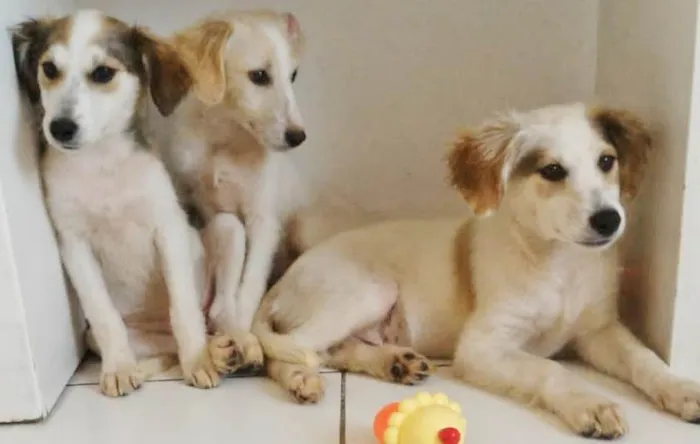 Cachorro raça SRD-ViraLata idade 2 a 6 meses nome FOFURINHAS