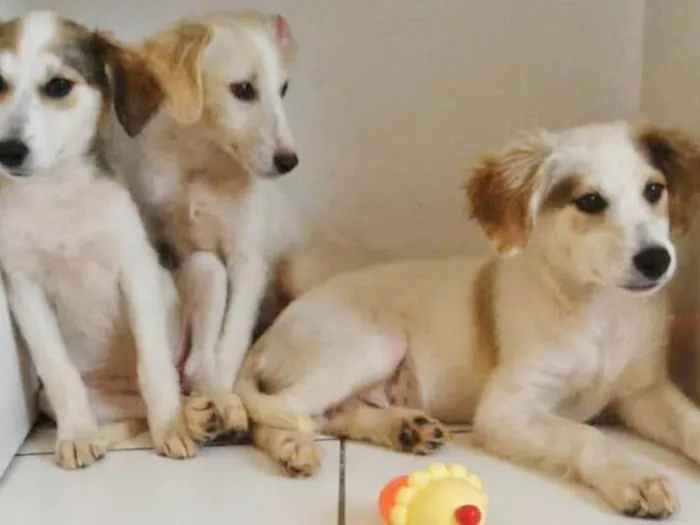 Cachorro raça SRD-ViraLata idade 2 a 6 meses nome FOFURINHAS