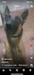 Cachorro raça Pastor malinois idade 2 anos nome Libero
