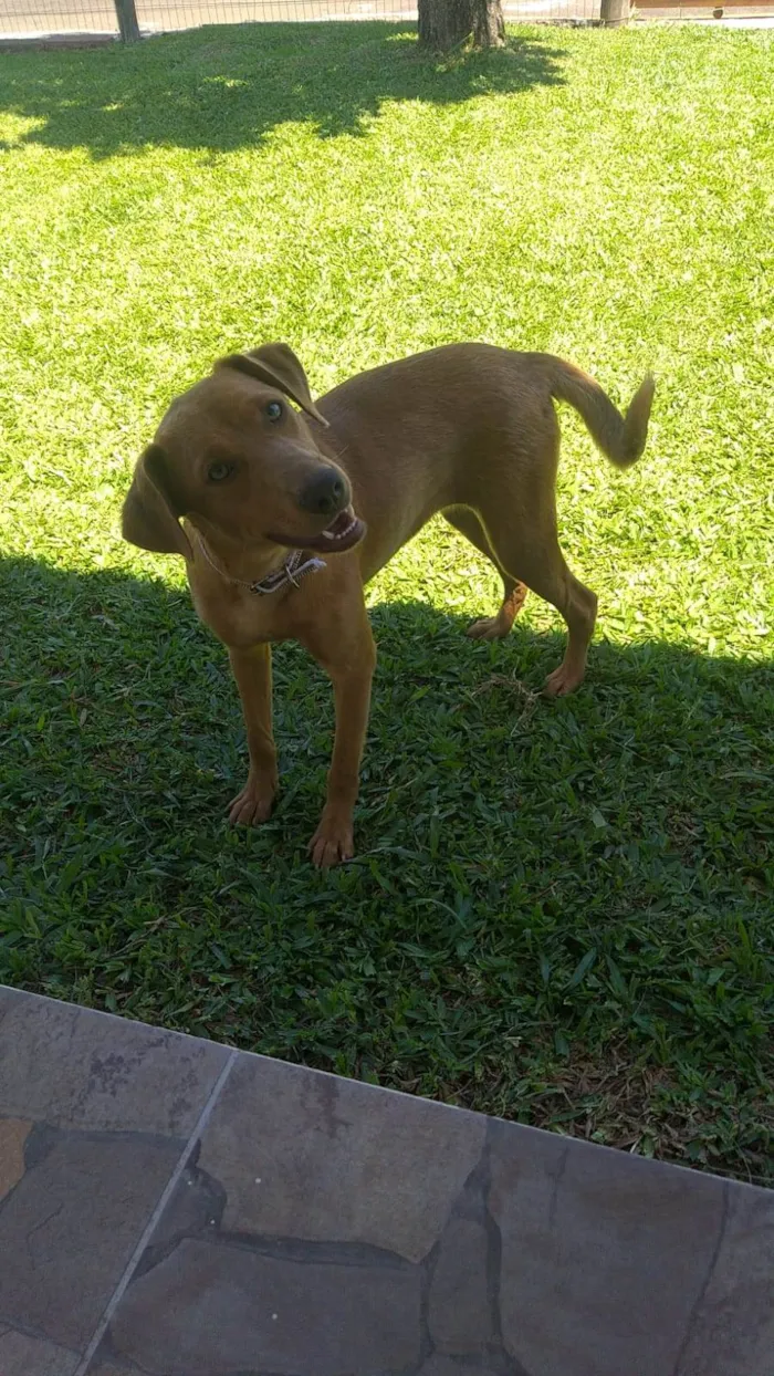 Cachorro ra a SRD idade 7 a 11 meses nome Mel