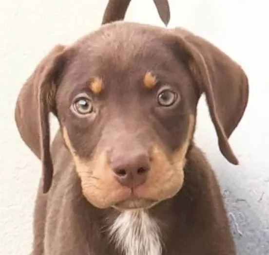 Cachorro ra a Mestico  idade 2 a 6 meses nome Tody 