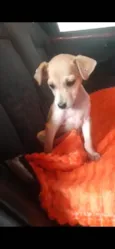 Manu