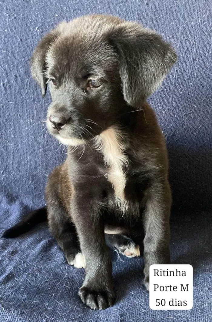 Cachorro ra a Linda idade Abaixo de 2 meses nome Ritinha