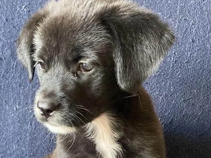 Cachorro ra a Linda idade Abaixo de 2 meses nome Ritinha