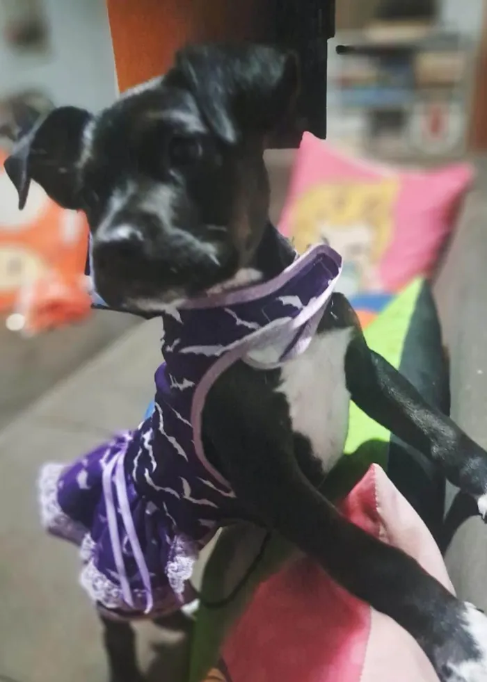 Cachorro ra a SRD-ViraLata idade Abaixo de 2 meses nome Mary