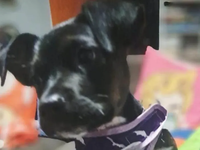 Cachorro ra a SRD-ViraLata idade Abaixo de 2 meses nome Mary