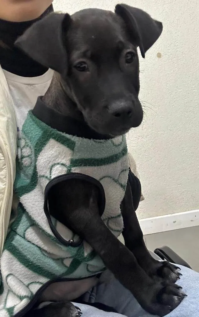 Cachorro ra a SRD-ViraLata idade Abaixo de 2 meses nome Lucke