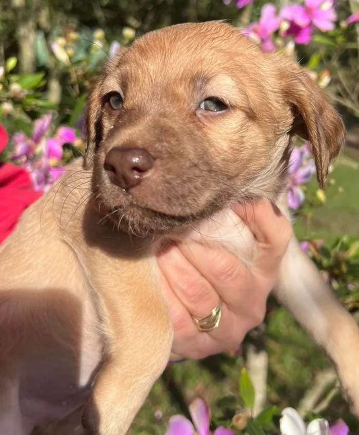 Cachorro ra a SRD-ViraLata idade Abaixo de 2 meses nome Romei