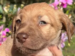 Cachorro raça SRD-ViraLata idade Abaixo de 2 meses nome Romei