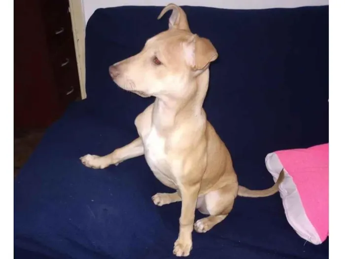 Cachorro ra a SRD-ViraLata idade 2 a 6 meses nome Mel