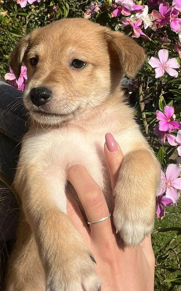 Cachorro ra a SRD-ViraLata idade Abaixo de 2 meses nome Bob