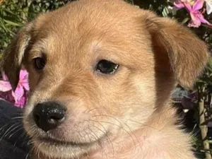 Cachorro raça SRD-ViraLata idade Abaixo de 2 meses nome Bob