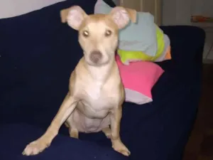 Cachorro raça SRD-ViraLata idade 2 a 6 meses nome Mel