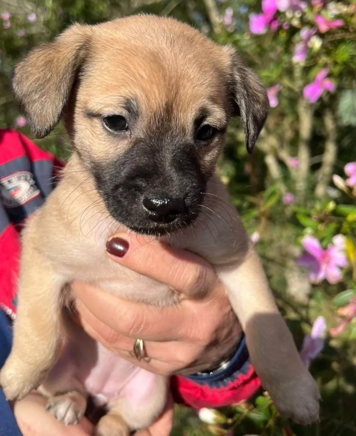 Cachorro ra a SRD-ViraLata idade Abaixo de 2 meses nome Amora