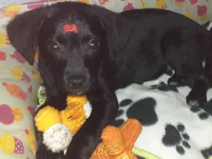 Cachorro raça Srd idade 2 a 6 meses nome Jake