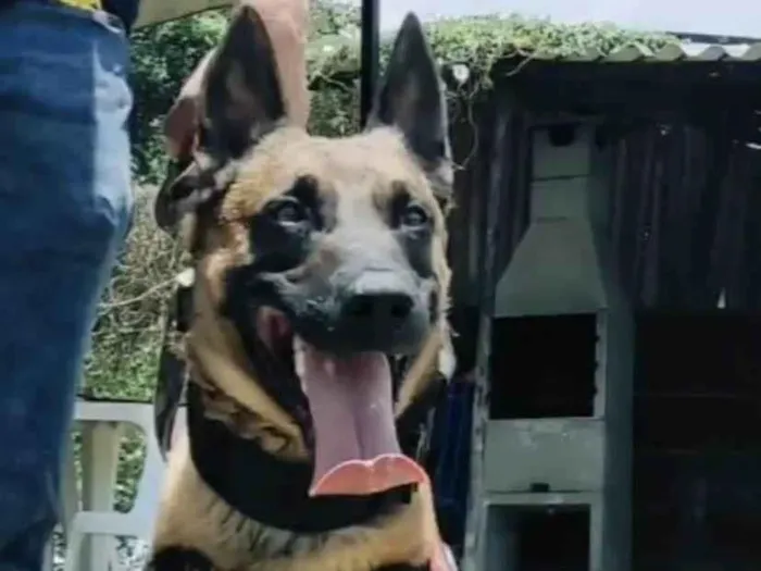 Cachorro raça Pastor malinois idade 2 anos nome Libero