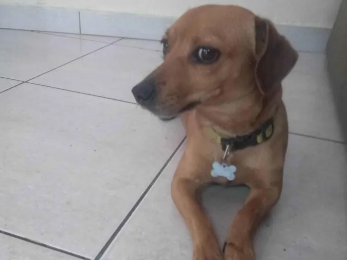 Cachorro ra a Basset-/vira lata idade 3 anos nome Bob Doki