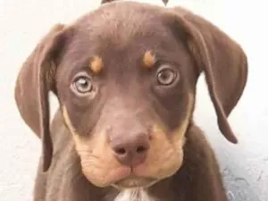 Cachorro raça Mestico  idade 2 a 6 meses nome Tody 