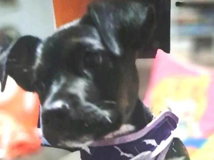 Cachorro ra a SRD-ViraLata idade Abaixo de 2 meses nome Mary