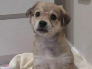 Cachorro raça SRD-ViraLata idade Abaixo de 2 meses nome Valentina 