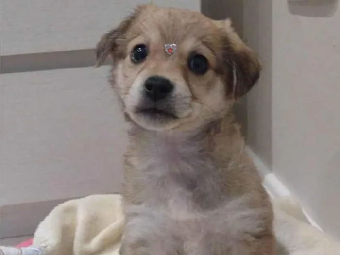 Cachorro ra a SRD-ViraLata idade Abaixo de 2 meses nome Valentina 