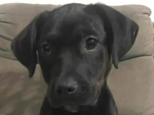 Cachorro raça SRD-ViraLata idade Abaixo de 2 meses nome Athos