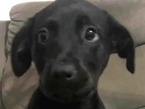 Cachorro raça SRD-ViraLata idade Abaixo de 2 meses nome Sara 