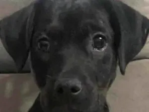 Cachorro raça SRD-ViraLata idade Abaixo de 2 meses nome Soraia