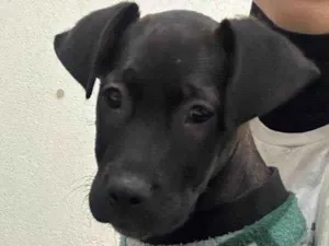 Cachorro raça SRD-ViraLata idade Abaixo de 2 meses nome Lucke