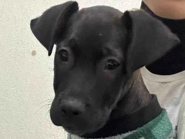 Cachorro ra a SRD-ViraLata idade Abaixo de 2 meses nome Lucke