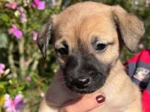 Cachorro raça SRD-ViraLata idade Abaixo de 2 meses nome Amora