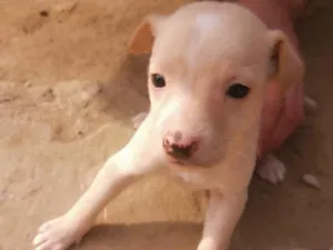 Cachorro raça SRD-ViraLata idade 2 a 6 meses nome Ainda não tem nome