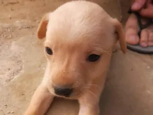 Cachorro raça SRD-ViraLata idade 2 a 6 meses nome Ainda não tem nome