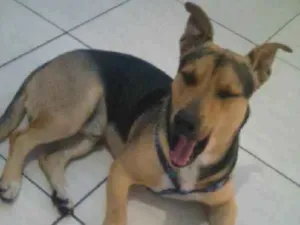 Cachorro raça Vira-lata rottweiler idade Abaixo de 2 meses nome Scooby 
