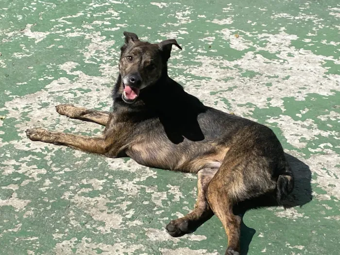 Cachorro ra a Srd  idade 4 anos nome Tigrao 