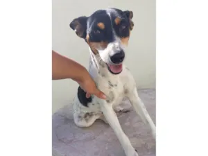 Cachorro raça SRD-ViraLata idade 2 anos nome Perola