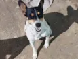 Perola