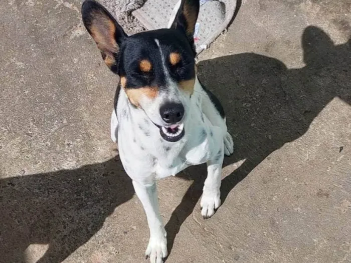 Cachorro ra a SRD-ViraLata idade 2 anos nome Perola