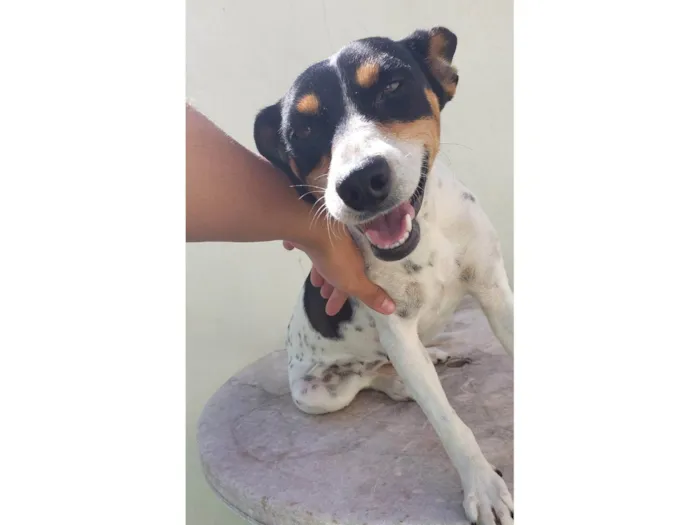 Cachorro ra a SRD-ViraLata idade 2 anos nome Perola