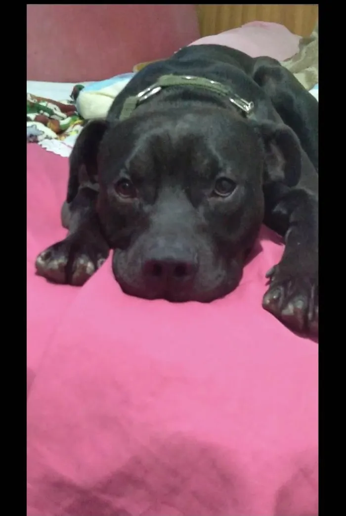 Cachorro ra a Pit-Bull idade 2 anos nome Darck