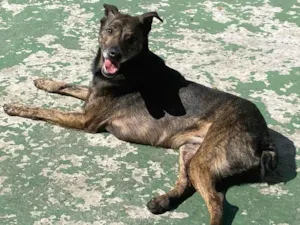 Cachorro raça Srd  idade 4 anos nome Tigrao 