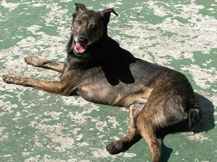 Cachorro ra a Srd  idade 4 anos nome Tigrao 