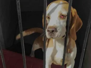 Cachorro raça Beagle idade 5 anos nome Sheldon