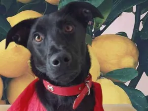 Cachorro raça SRD-ViraLata idade 1 ano nome Bethânia