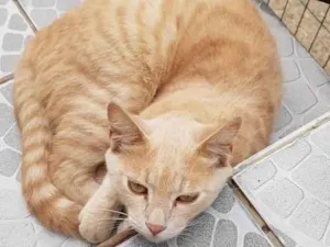 Gato raça SRD-ViraLata idade 1 ano nome ALECRIM *Fiv e Felv+*